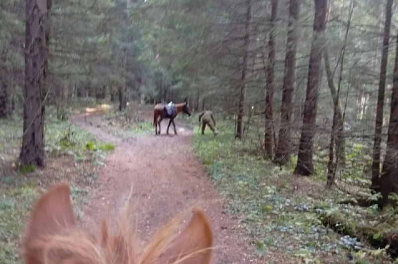 След взрослого медведя нашли в Гафурийском районе