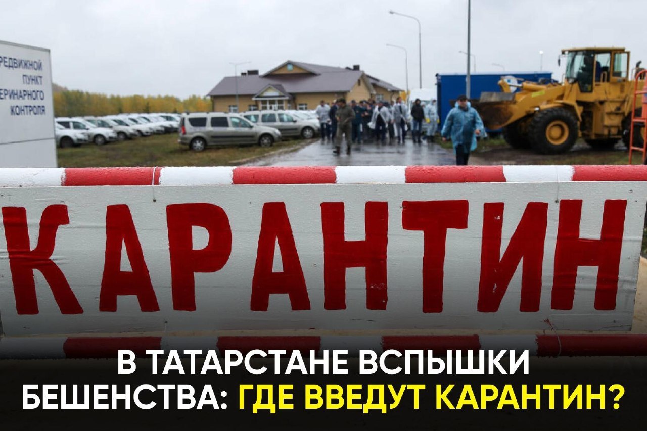 Бешеная кошка напала на людей