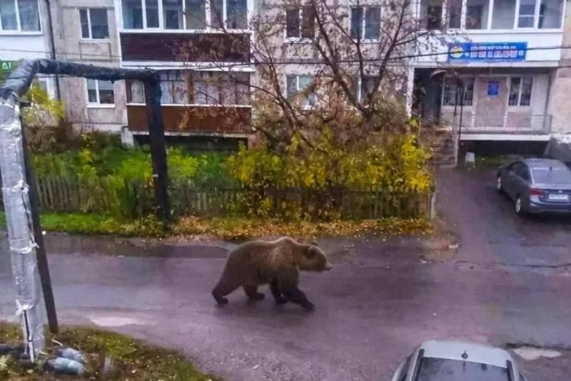 Хотела разыграть бабушку, а переполошила всё село медведем из ИИ