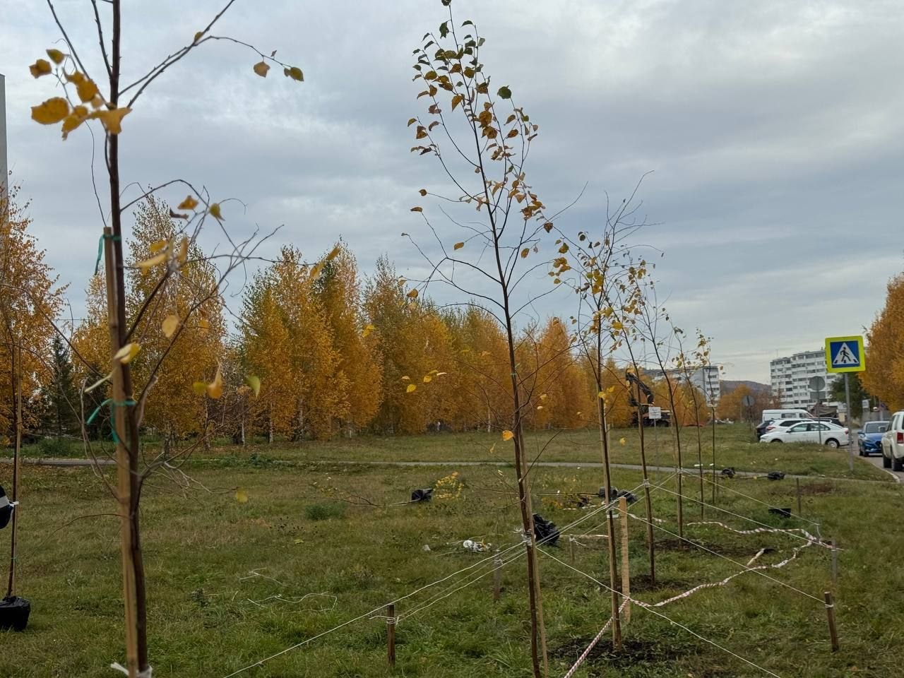 В Альметьевске озеленяют аллею на улице Аминова