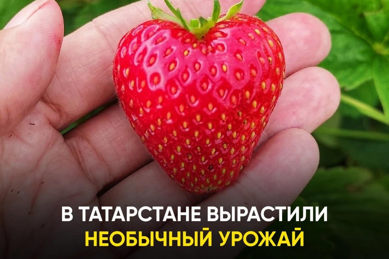 Тыква весом 240 кг — не шутка, а экспонат