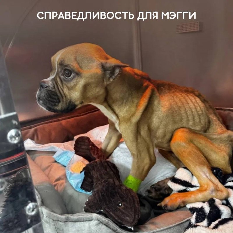 Месяцы мучений и смерть в клетке: история собаки Мэгги потрясла Урал