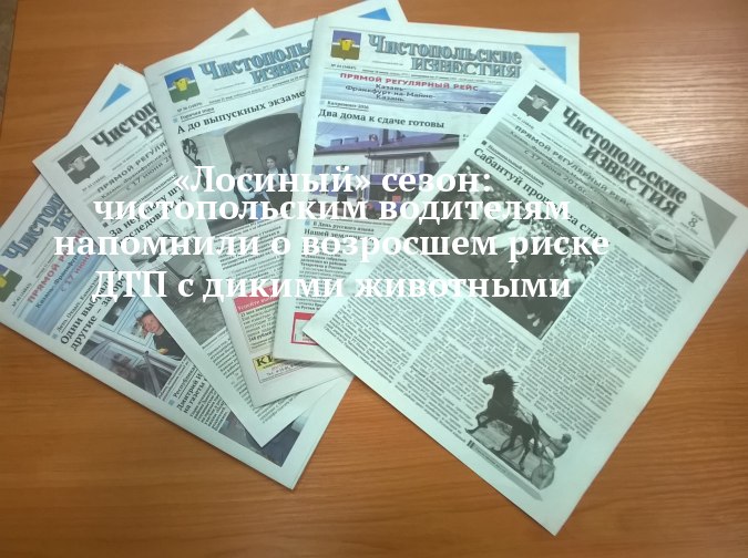 В Чистополе предупредили водителей: на дорогах участились случаи с животными