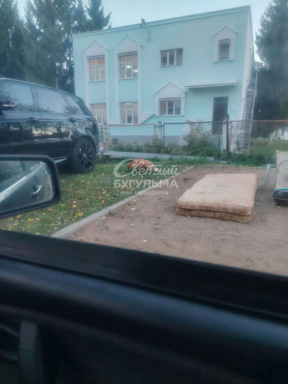 На улице Нефтяников, 44 заметили лису
