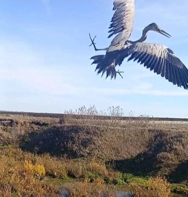 Житель Татарстана спас краснокнижную серую цаплю